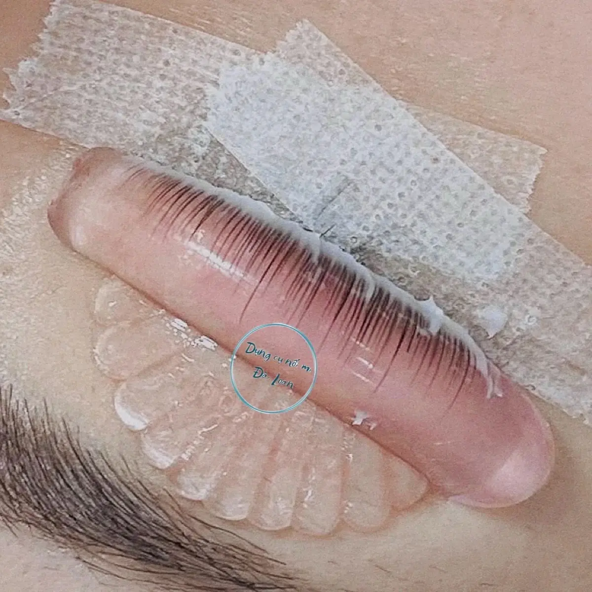 Trục Sò Siêu Dính Dùng Uốn Mi, Trục Uốn Mi Tự Dính Trục Sò Cao Cấp, Dụng Cụ Nối Mi Đài Loan Trang Điểm Cosmetic Mỹ Phẩm Nữ Women