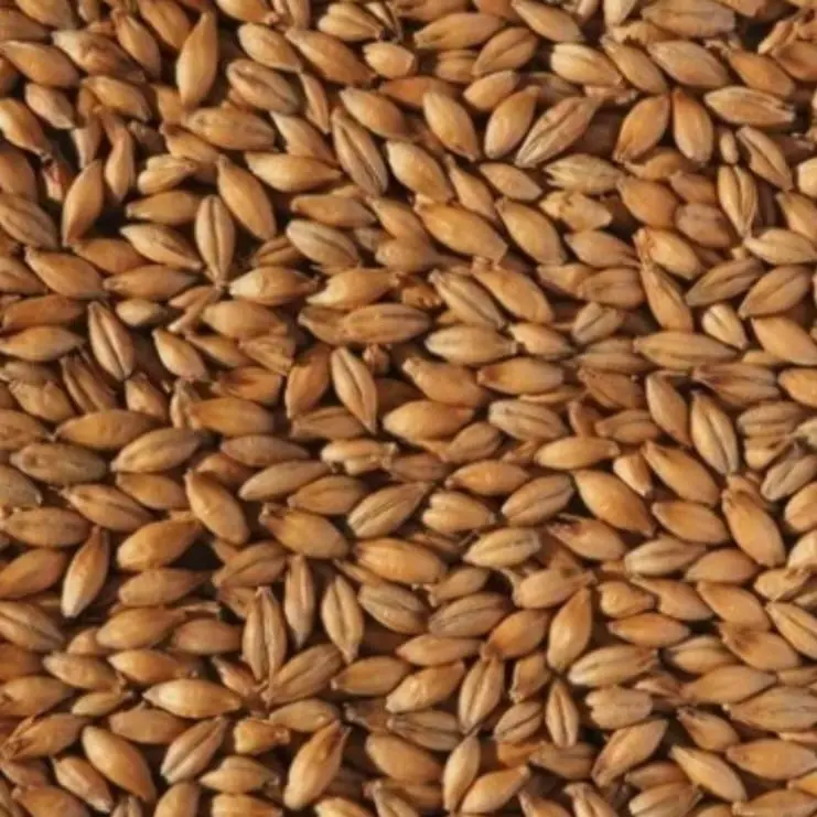 IMATTON TERMURAH premium AUS CRYSTAL 145-155 barley malt homebrew craftbeer perlengkapan bar alat alat dapur lainnya. 0