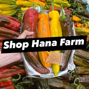 Hana Farm - Ớt Ngọt Trái Cây