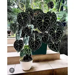 Môn Tim Kiểng Trang Trí Decor Quán Cafe Hợp Phong Thủy