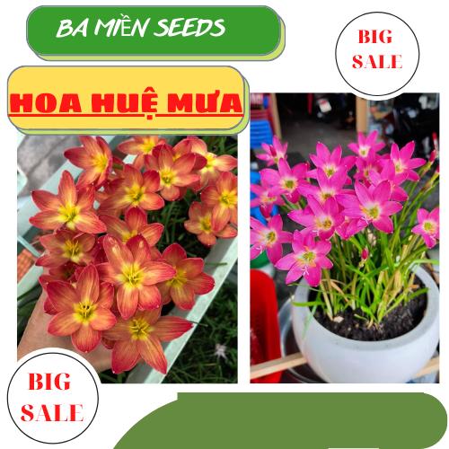 100 củ hoa huệ mưa nhiều màu trồng trang trí sân vườn