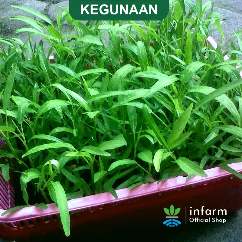 INFARM - Paket Kit Hidroponik Rakit Apung Kangkung Bak Persegi Daun Kotak 2