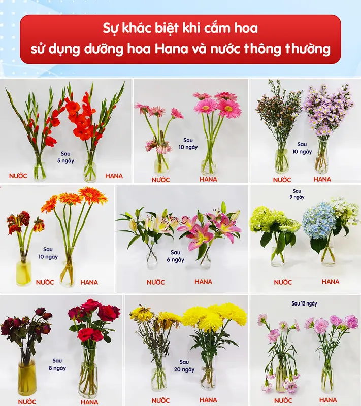 (Freeship) [50 gói x 10ml] Nước Dưỡng Hoa Tươi Lâu Hana - Giúp hoa nở đẹp, giữ hoa tươi lâu, không gây thối nước, không vàng gốc! 2
