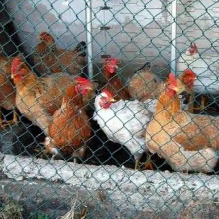 Jaring pagar ayam ukuran 4x25 meter bisa untuk pagar ayam jaring kandang ayam jaring pagar tanaman 1