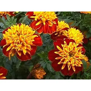 Gói 50 hạt giống hoa Cúc Vạn Thọ Pháp Kép Lùn 30cm Mâm Vàng 2
