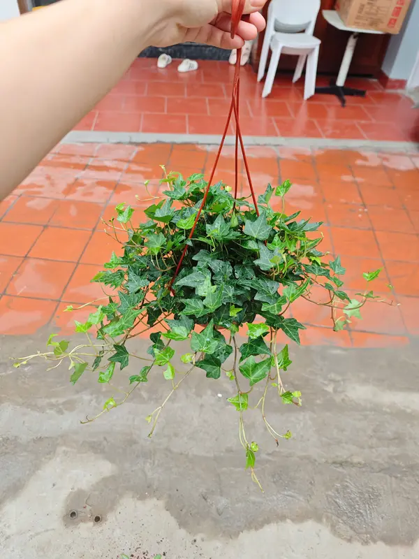 Tổng hợp các mẫu cây treo ban công, treo trang trí nhà cửa, phủ không gian xanh 3