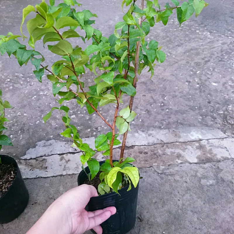 Cây Cherry Nam Mỹ - cherry Surinam - cây cherry Khía có quả sau 6 tháng phù hợp khí hậu 3 miền Việt Nam 8