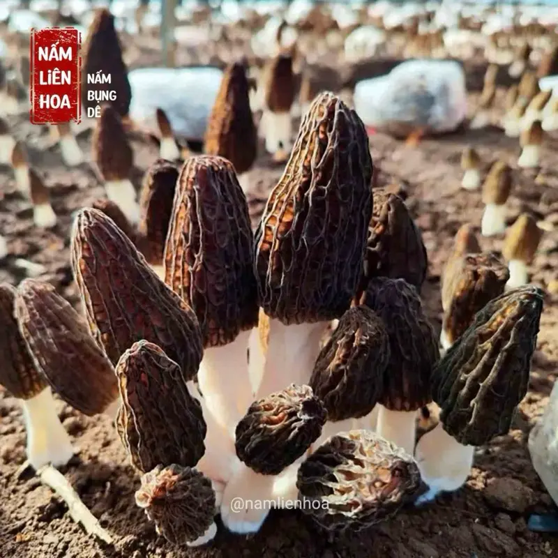 NẤM BỤNG DÊ  30G - 50G Thơm Ngon Thịt Nấm Dày Không Chất Bảo Quản, Chay mặn đều dùng được, Shop Food 6