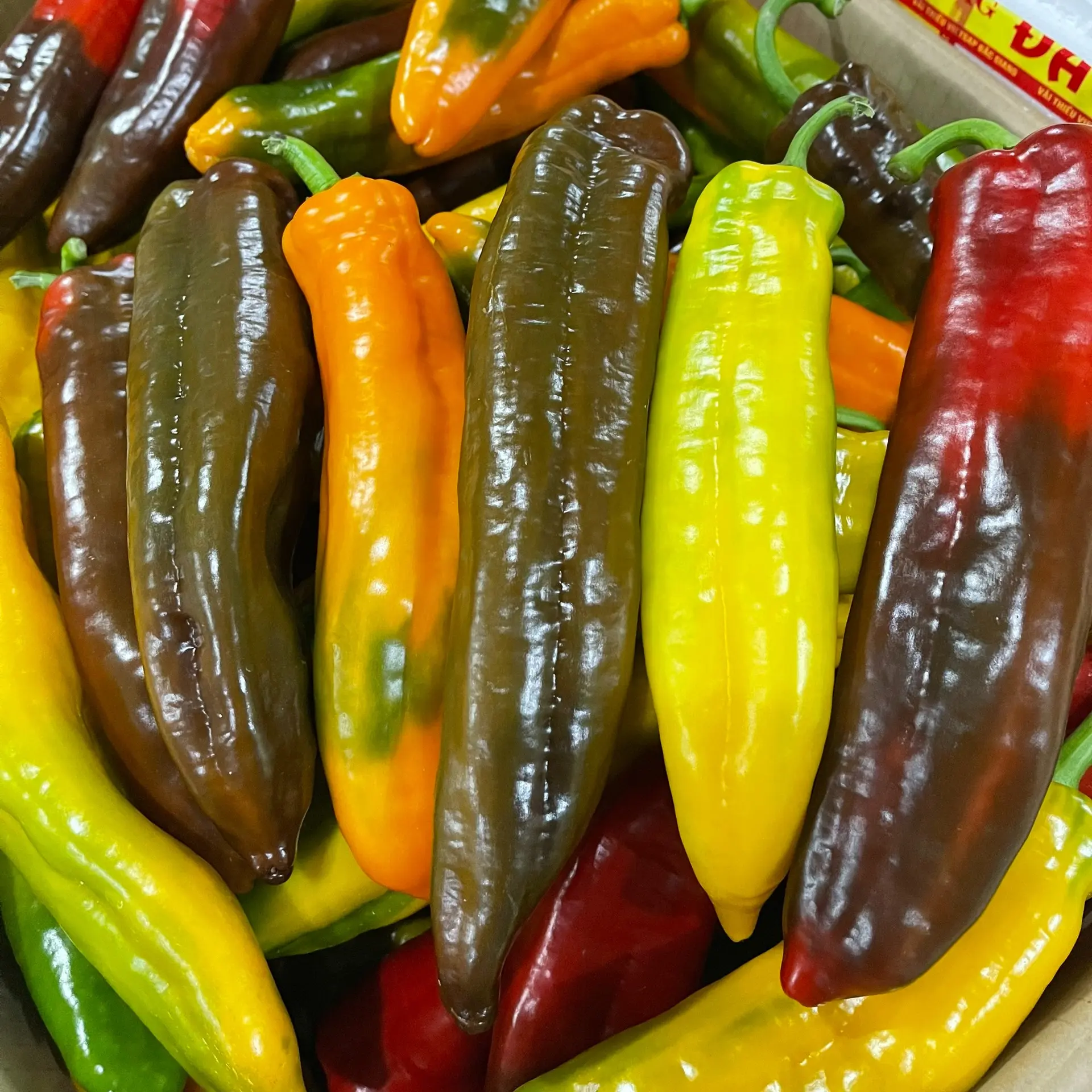2kg Ớt trái cây Sweet Palermo Đủ Màu - Giòn Ngọt Không Hăng Không Cay -  Vườn Nhà Đà Lạt - Ngành rau