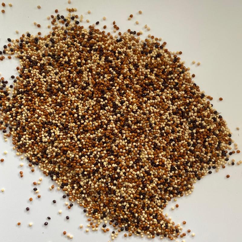 5kg hạt kê, hạt cỏ thái ngũ sắc dùng làm thức ăn cho chim cu gáy, bồ câu, két, vẹt, đa đa...