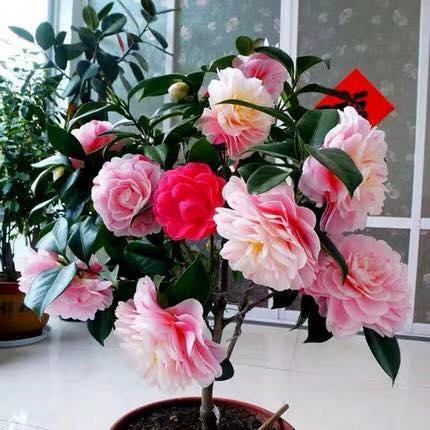  CÂY GIỐNG HOA TRÀ MY NGŨ SẮC 