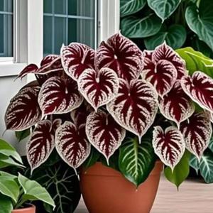 500 granos Semillas de Caladio Modelo Numero D1 Alta Germinación Ideal para Decoración de Hogares Oficinas y Locales Comerciales