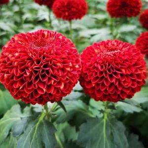 50 Granos Crisantemo Pompón Rojo Bola de Fuego Brillantes Esferas Rojo Passionante para Decoración de Jardín
