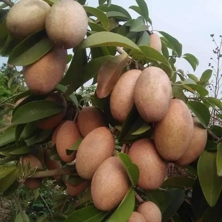 Combo 2 Cây giống hồng xiêm xoài - Sapoche