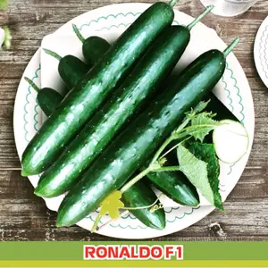 25 BUTIR BENIH TIMUN JEPANG RONALDO KEMASAN REPACK Hijau