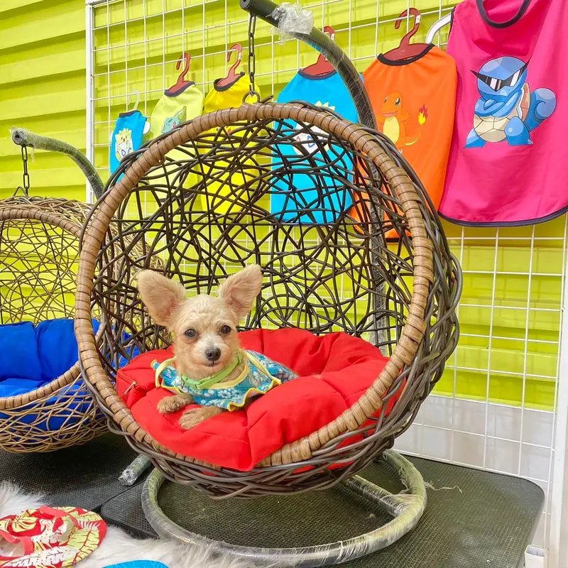 XÍCH ĐU CHÓ MÈO - XÍCH ĐU THÚ CƯNG THƯ GIÃN, TRANG TRÍ DECOR 3