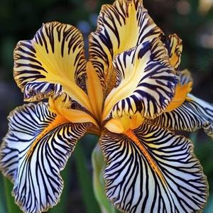 100 Granos Semillas de Orquídea Rayada, Patrones Naturales con Tonos Blanco Púrpura y Rosa, Cultivo Adaptado al Interior, Decoración de Macetas de Interior, Ideal para Espacios Interiores Domésticos y Balcones