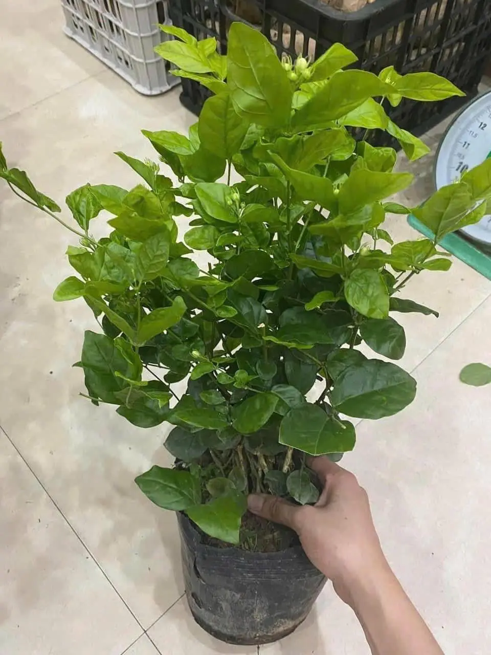 Cây hoa nhài ta size nhỏ, Cao 30cm hoa nở, mùi hương dễ chịu porcelain may mắn