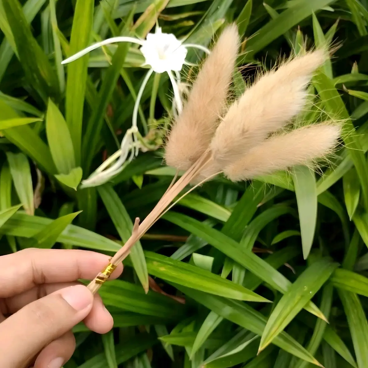 BannyTail / bunga lagurus 1 ikat isi 5 tangkai warna natural