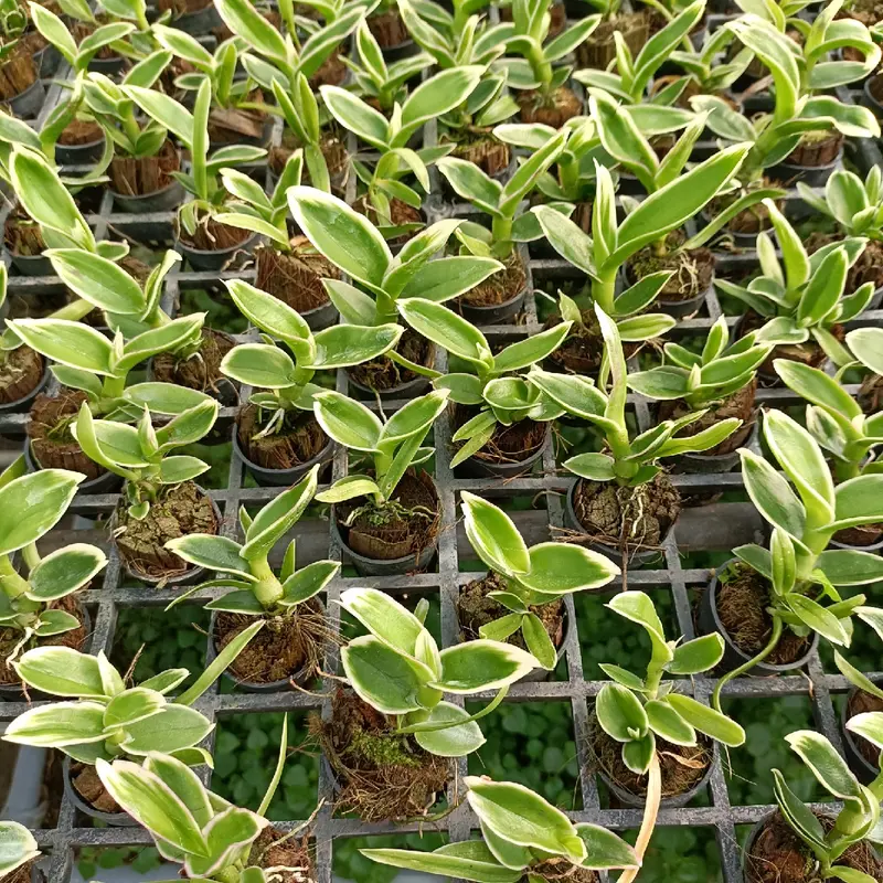 thông chai gold lá bien đột biến cây con 3