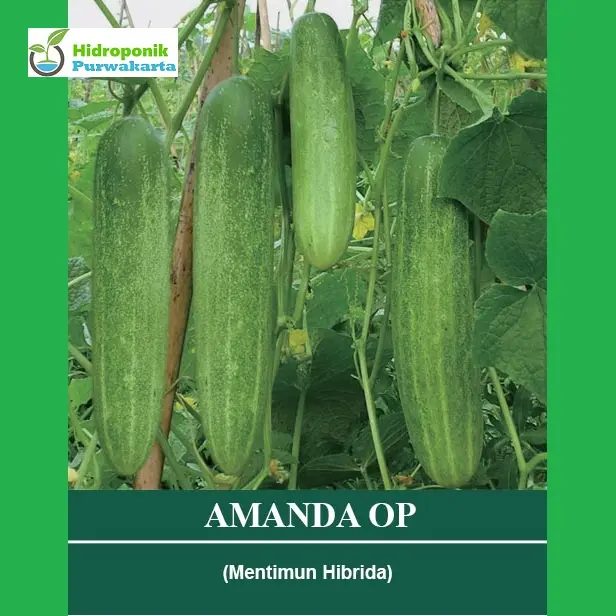 Benih Timun Mentimun Ketimun Amanda Cap Mutiara Bumi Tipe Putih Kehijauan Isi 400 Butir 1