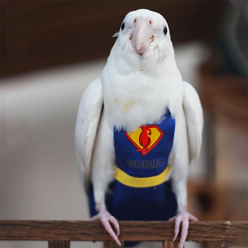 Product Introduction of Super Hero Parrot Diaper Flight Suit Diaper Clothes Parrot Parakeet Pigeon Medium Large Pet Bird #464679 33