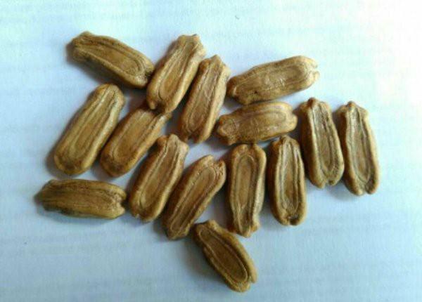 Product Introduction of 30 seed benih labu air 1
