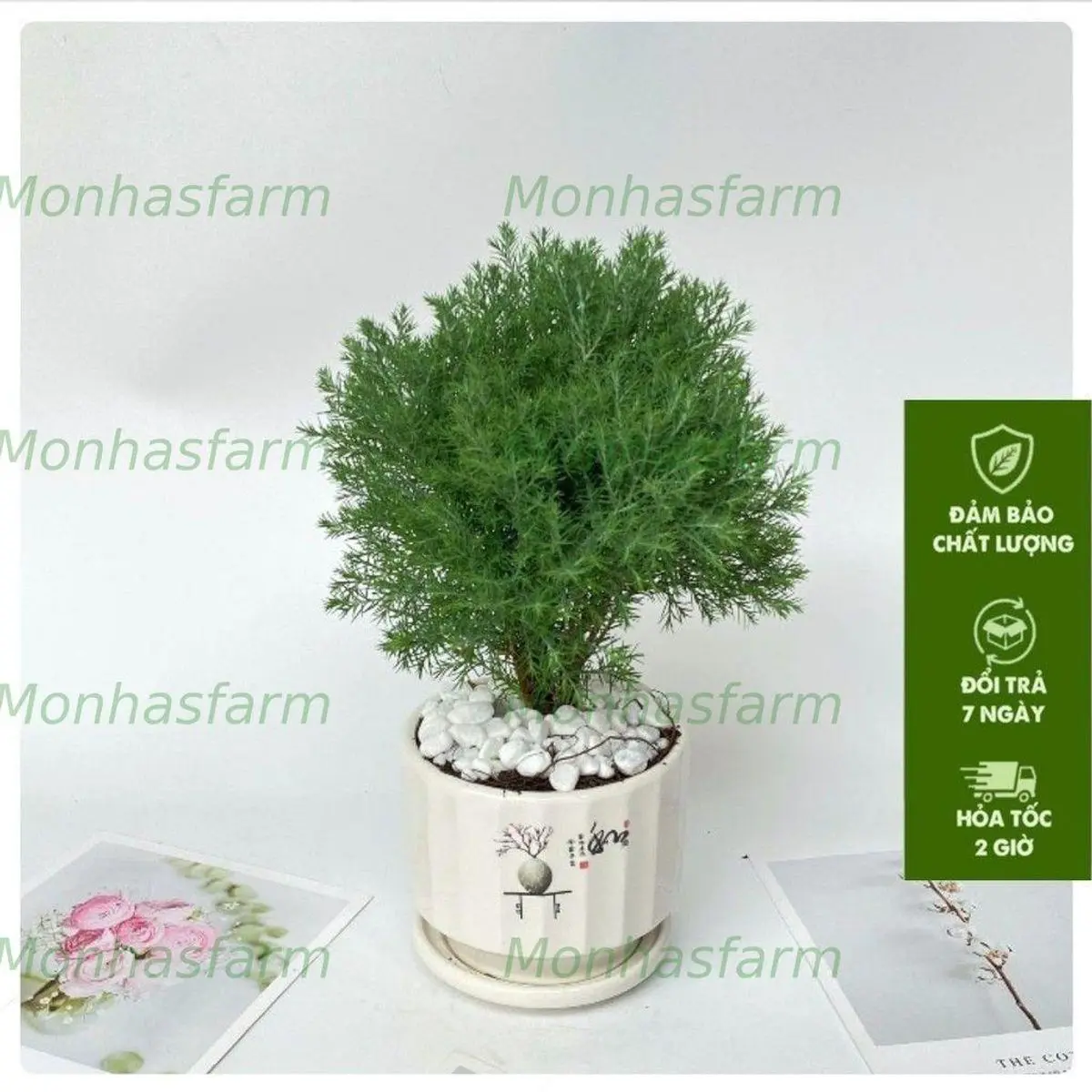 Cây Tùng Bồng Lai - Kèm Chậu Sứ, Chiều Cao 25cm, Trang Trí Bàn Làm Việc & Văn Phòng