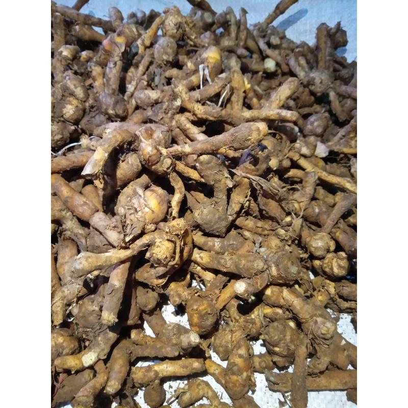 Temu Kunci 1 kg Empon Empon Segar Tua Murah [COD] - Shop | Tokopedia