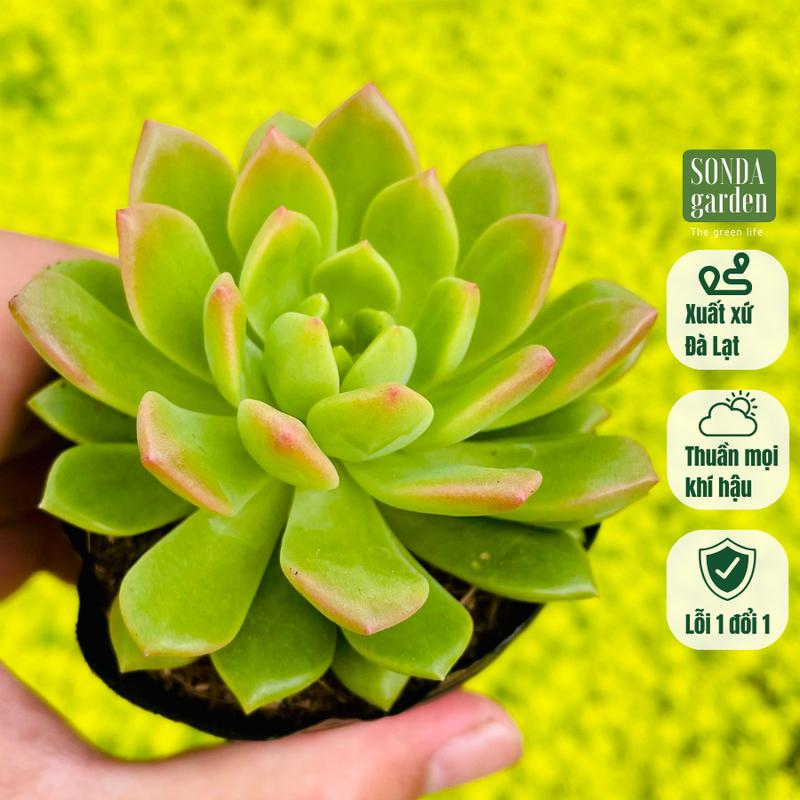 Sen đá mặt trời giống mới SONDA garden size bé 5-8cm, cây sen đá, sen đá đẹp trang trí nhà cửa.