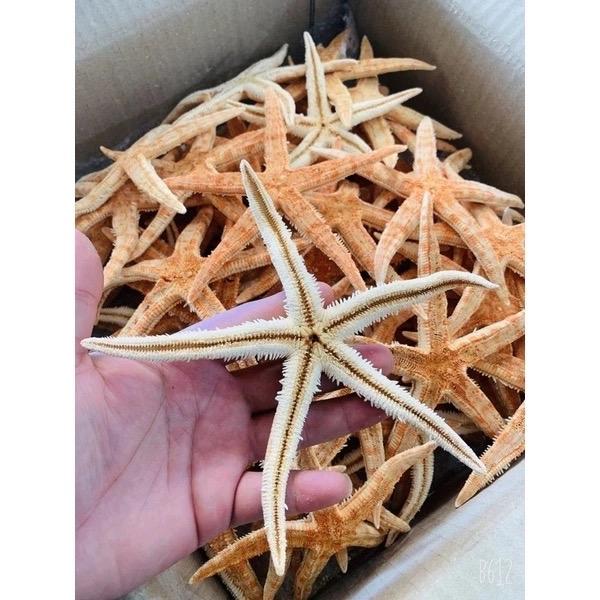 Sao Biển Cam ngâm rượu 1 con - Đông Y Chấn Hưng Long 2