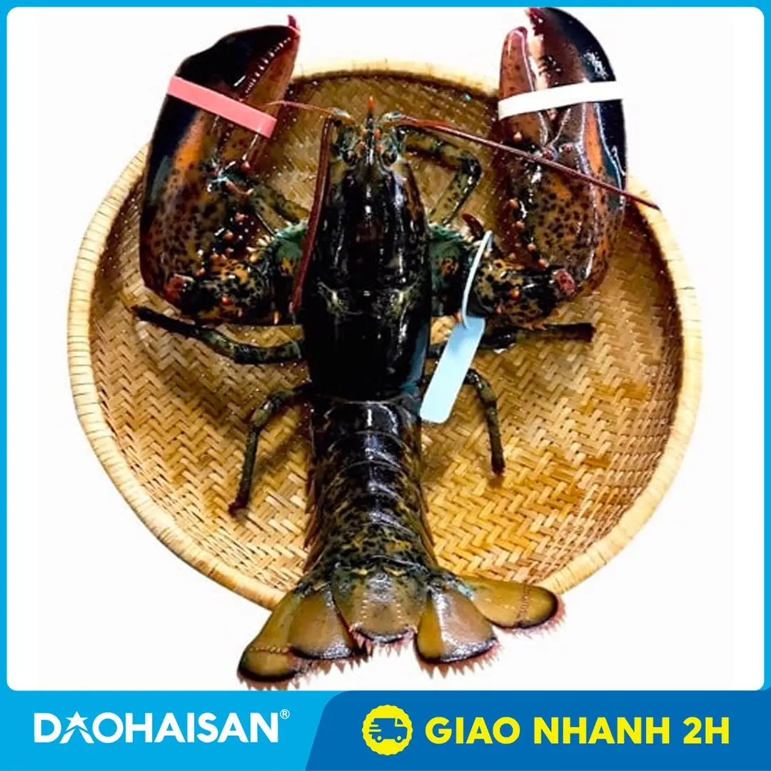 [HCM - Giao 2H] Tôm Hùm Alaska Tự Nhiên Con 450G - 550G Nhập Khẩu Canada