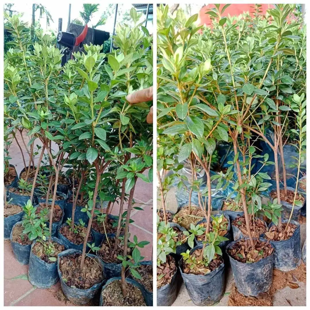 Combo 5 Hoa Đỗ Quyên ta thân gỗ 5 màu. Cao 40-60cm, cho hoa chỉ sau 1-2 tháng