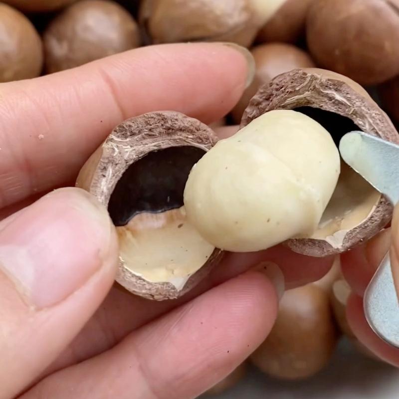 Product Introduction of 500gr Hạt Macca Sấy Đăk Lăk (1 Lon/ Túi zip) Dung Dương Đăk Lăk Food Snack Ăn Vặt Thức Ăn Cay Nuts 13