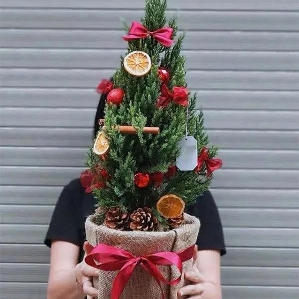 KHÔNG KÈM PHỤ KIỆN Cây sơn tùng Tùng xanh size 50cm - Cây tùng giáng sinh dễ chăm sóc - Decor