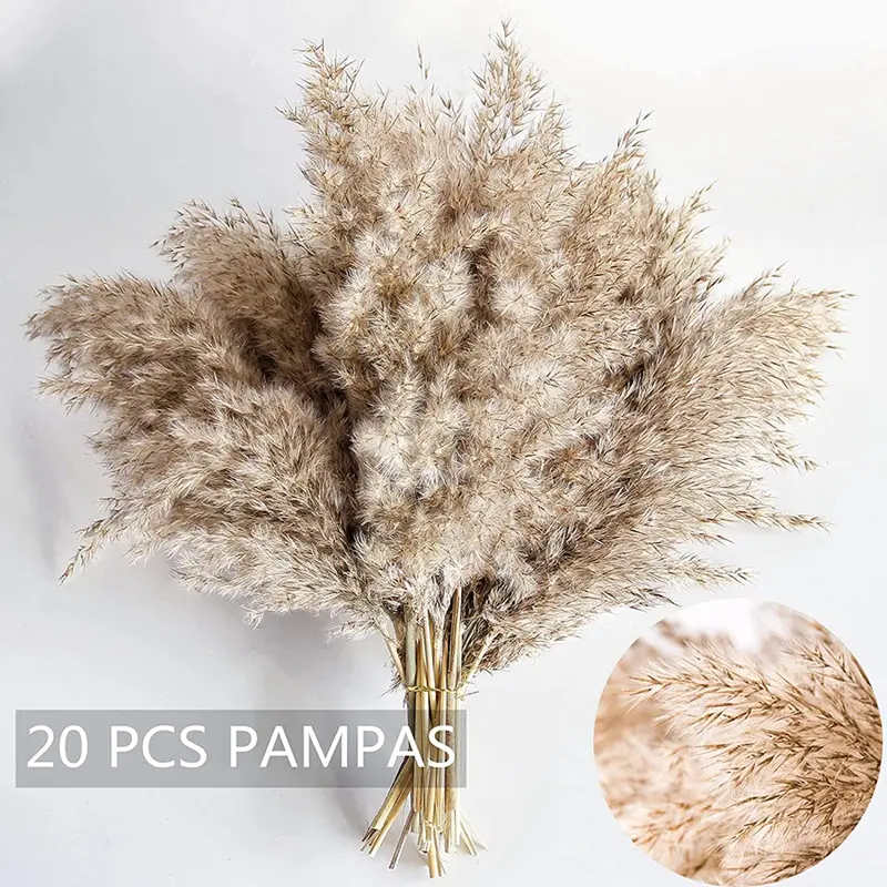 Rumput Pampas Kering Alamiah, 20Pcs, Bunga Bawal Gebu Liar, Bunga ...