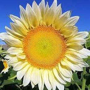 200 Semillas de Girasol Blanco 'Pureza Alpina' Elegancia Pura Ideal para Amantes de la Jardinería Pétalos Blancos Inmaculados con Centro Oscuro