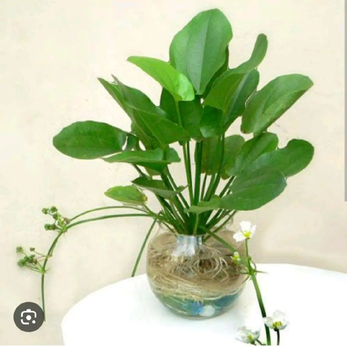 Cây lan nước thủy sinh giống cao 10 đến 20cm hoa trắng