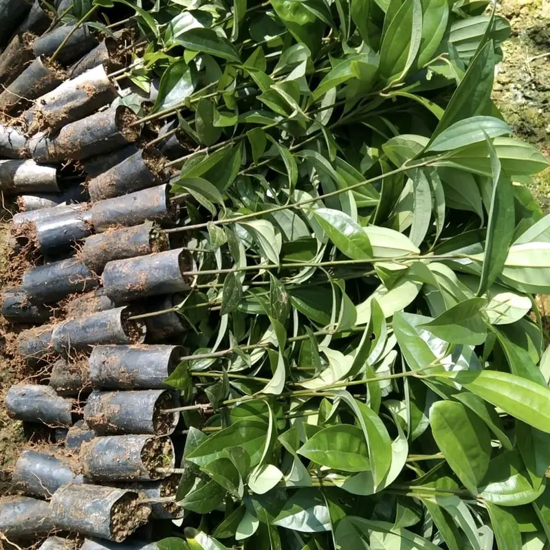 Combo 6 cây giống Quế Thơm cao 30_50cm khỏe đẹp bao sống cây rất nhiều dễ 1