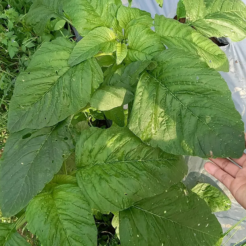 500 Butir Benih Bayam Petik Daun 3