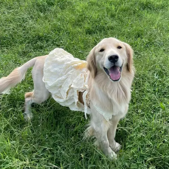 dress for big dogs Puptail Dog with Lovely Bow Puppy Dress Pet Apparel Dog Clothes Small and Large and Cats S Multi Colored : Pet Supplies Any dog whos treated like a princess at home is going to want to make that literal on Halloween with this royal outfit Big Dog Clothes Princess New