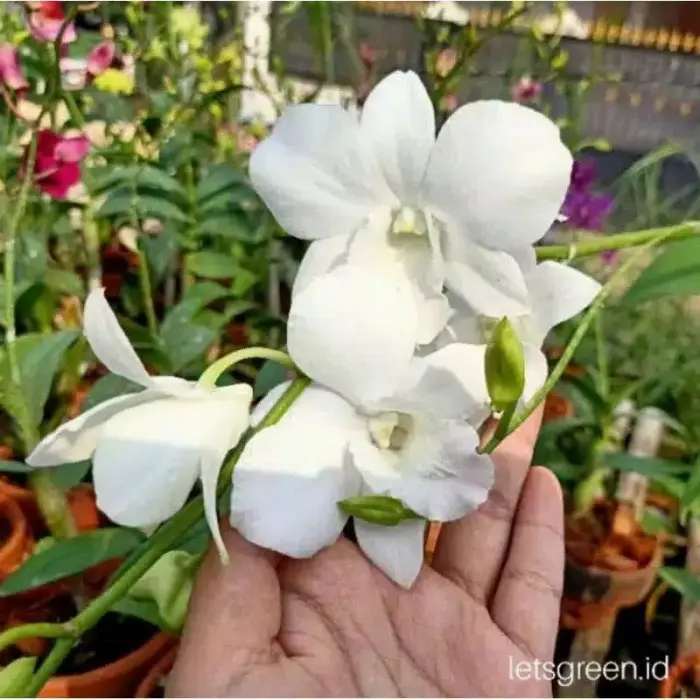 anggrek dendrobium pure delight terlaris dan termurah 1