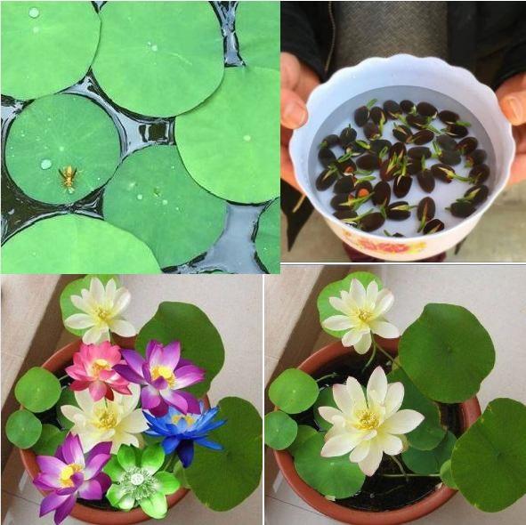Hạt Giống Hoa Sen Nhật Mini Mix Màu - Gói 10 hạt