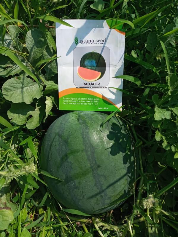 Benih Semangka Non Biji RADJA F1 - Bibit Semangka Non Biji Kualitas Tinggi Buah Besar Tahan Virus - 300+ Biji - ISTANA SEED Hijau Daun Benih Semangka Non Biji RADJA F1 - Bibit Semangka Non Biji Kualitas Tinggi Buah Besar Tahan Virus - 300+ Biji - ISTANA SEED Hijau Daun