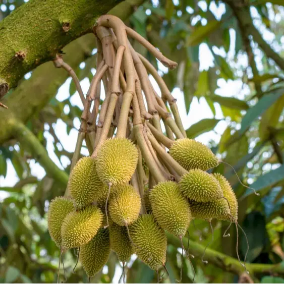 Bộ Đôi Siêu Đậu Trái, Hạn Chế Rụng Sinh Lý Và Khô Bông Trên Cây Trồng 1