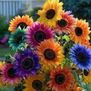 200 Semillas de Girasol Mezcla de Colores Amarillo Rojo Naranja y Chocolate para Jardín y Corte Ideal para Arreglos Florales y Proyectos Familiares
