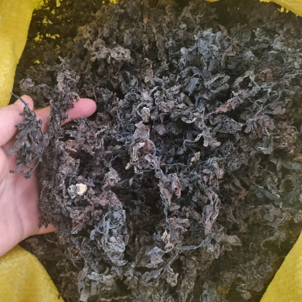 Rong biển nấu nước mát( sâm) 1kg