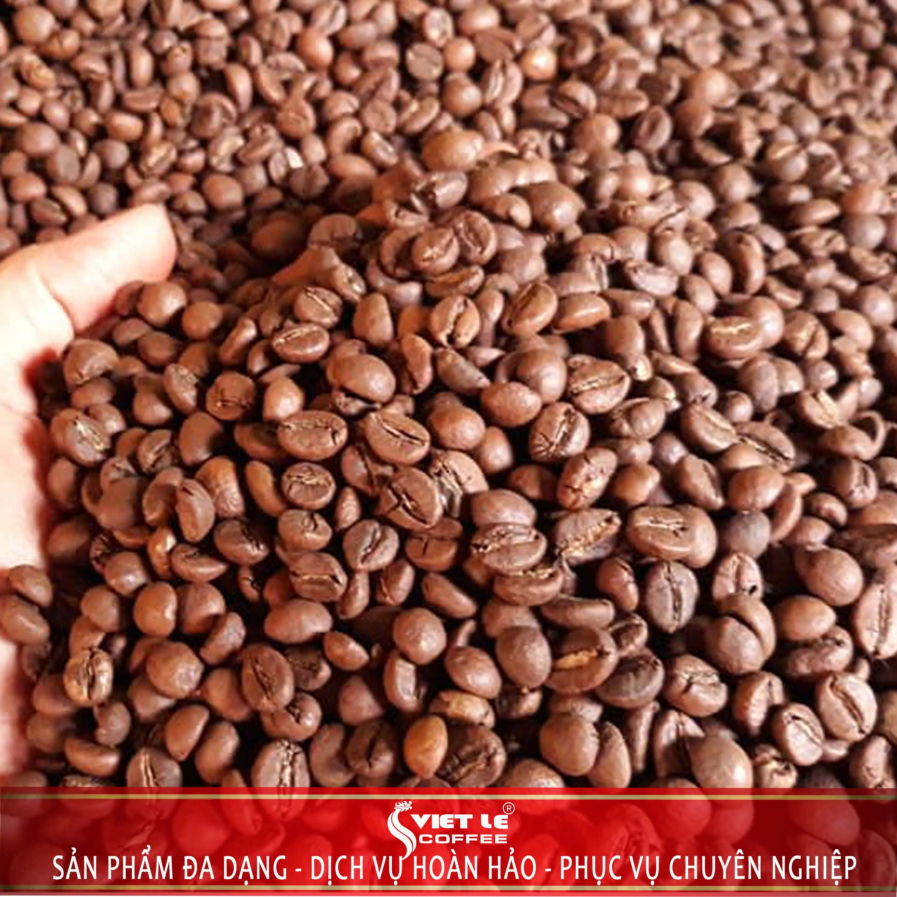 1kg Cà phê Robusta hạt rang mộc VIET LE COFFEE Cafe