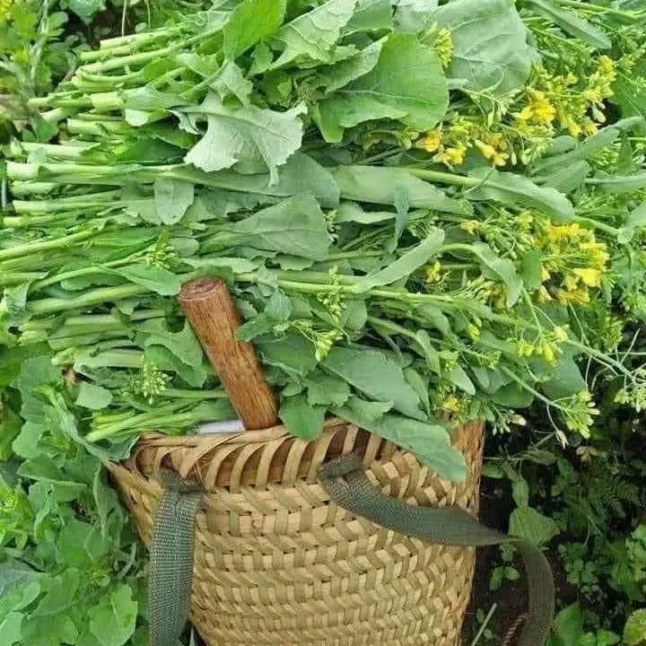 HẠT GIỐNG RAU CẢI LÀN HMONG TÂY BẮC ll 1 gói 2