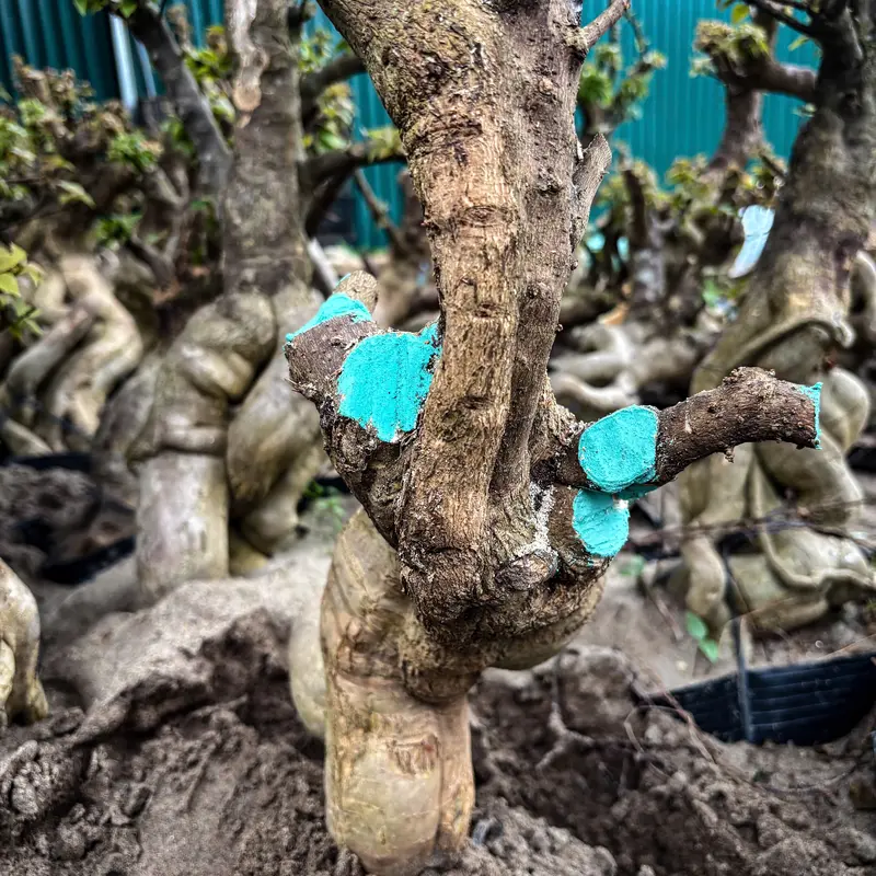 Keo Liền Sẹo Cao Cấp, Liền Sẹo Nhanh, Chống Nấm Bệnh Cho Cây Trồng, Cây Cảnh, Mai Vàng, Bonsai, Lan 4
